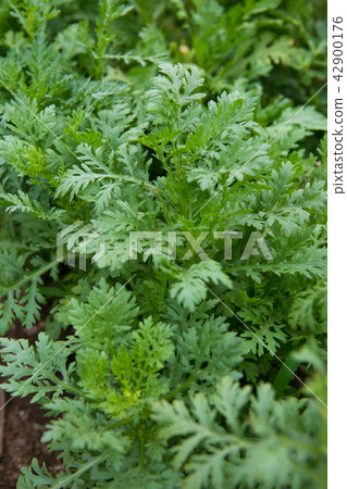 食用菊花 食用菊花 42900176