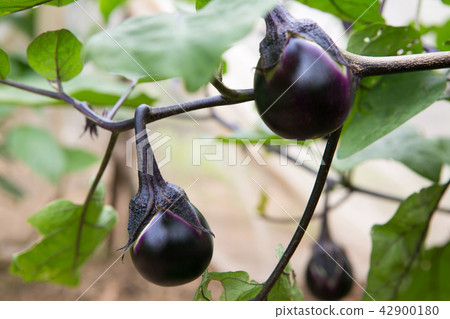 eggplant eggplant 42900180