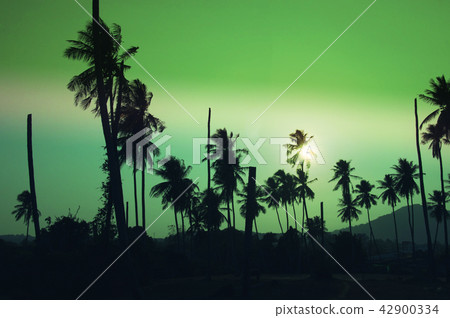 palm tree palm tree 42900334