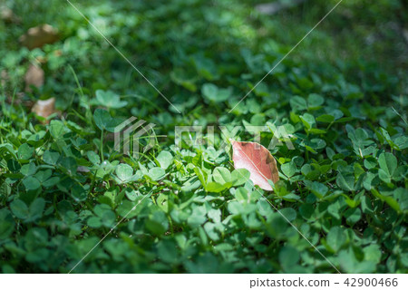 Clover carpet and autumn leaves 42900466