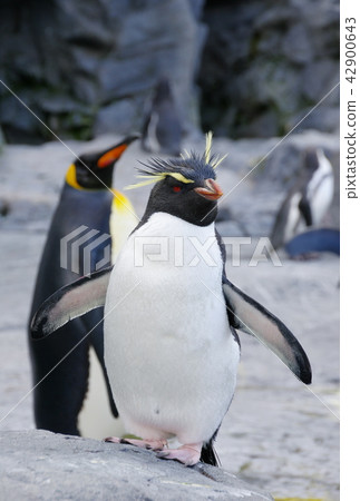 Iwatobi penguins Iwatobi penguins 42900643