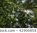 夏日的陽光 42900858