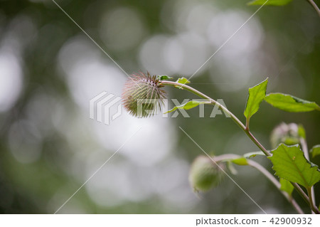 Mountain walk 42900932