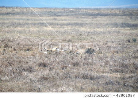 Tanzania, Ngorongoro Conservation Area, Lion 42901087