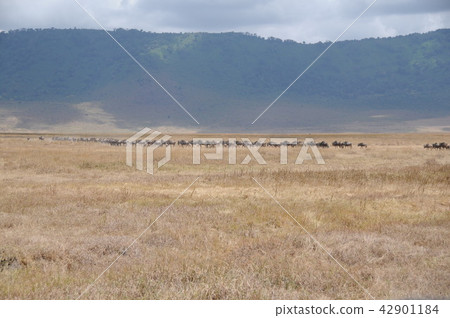 Tanzania, Ngorongoro Conservation Area, Nu 42901184