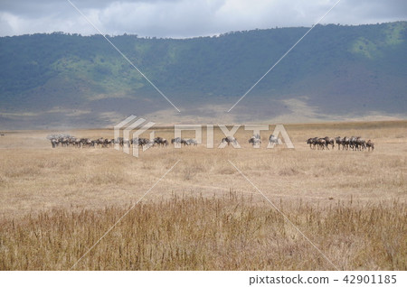 坦桑尼亞，恩戈羅恩戈羅保護區，努 42901185