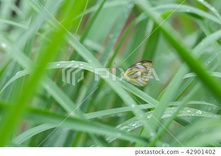 Butterfly feeding on green leaf Butterfly feeding on green leaf 42901402