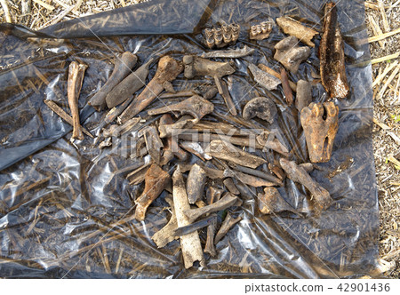 Remains of medieval animals killed and eaten by people in the 14th-17th century 42901436