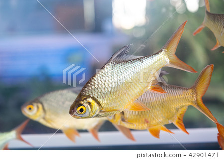 Group of Silver Barb, Java barb 42901471