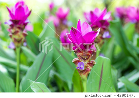 Siam tulip or summer tulip (Curcuma alismatifolia) 42901473