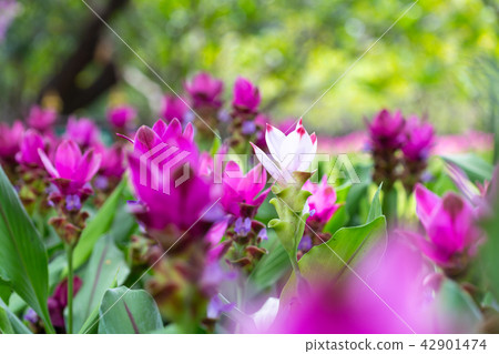 Siam tulip or summer tulip (Curcuma alismatifolia) Siam tulip or summer tulip (Curcuma alismatifolia) 42901474