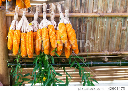 The Dried Corn cob The Dried Corn cob 42901475