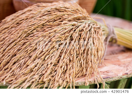 The Dry paddy rice The Dry paddy rice 42901476