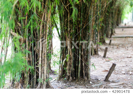 The group of Bamboo The group of Bamboo 42901478