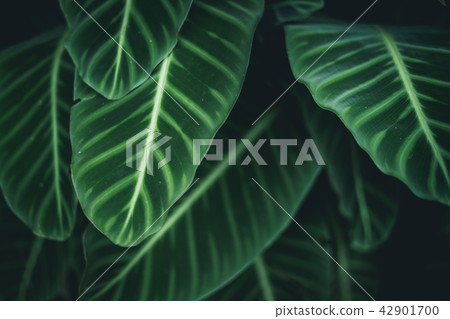 green leaves Background nature In dark tone green leaves Background nature In dark tone 42901700