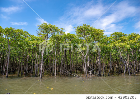 Mangrove of Iriomote Island Nakagawa River Mangrove of Iriomote Island Nakagawa River 42902205