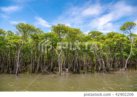 Mangrove of Iriomote Island Nakagawa River Mangrove of Iriomote Island Nakagawa River 42902206