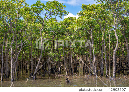Mangrove of Iriomote Island Nakagawa River Mangrove of Iriomote Island Nakagawa River 42902207