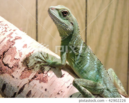 Indochinese water dragon climbing a branch Indochinese water dragon climbing a branch 42902226