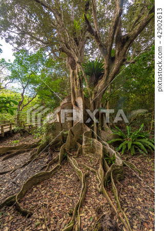 Saxis of the Iriomote Island Nakagawa river Saxis of the Iriomote Island Nakagawa river 42902613