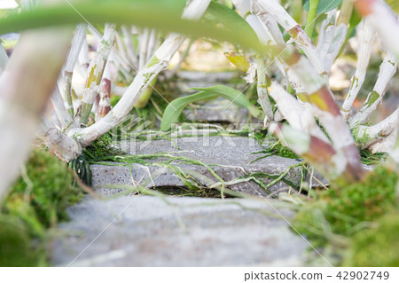 Close up of a orchid roots on the brick Close up of a orchid roots on the brick 42902749
