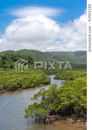 Iriomotejima Hoshigawa Iriomotejima Hoshigawa 42903189