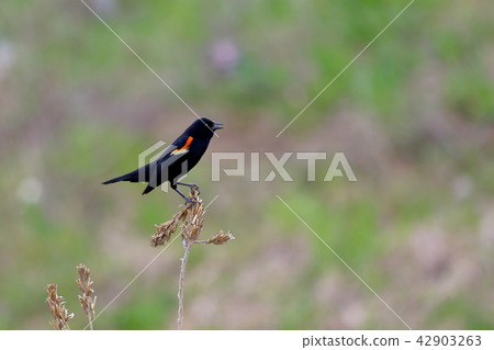 Hagoromo玻璃(紅翼黑鳥) Hagoromo玻璃(紅翼黑鳥) 42903263