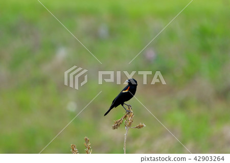 Hagoromo玻璃(紅翼黑鳥) Hagoromo玻璃(紅翼黑鳥) 42903264