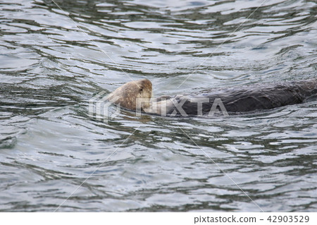 Sea otter 42903529