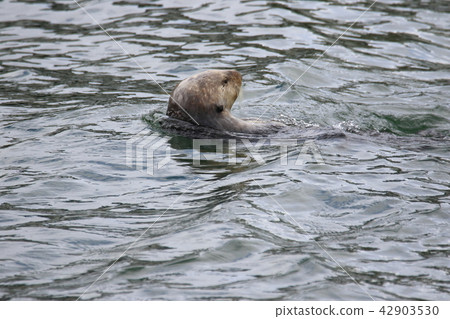 海獺 42903530