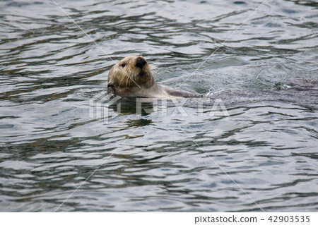 Sea otter Sea otter 42903535