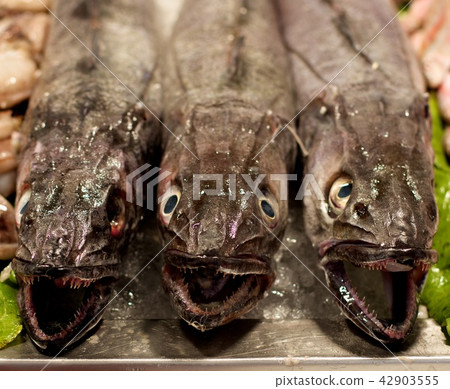 Raw Fresh Hake Fish Raw Fresh Hake Fish 42903555