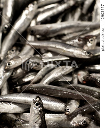 Raw Fresh Sardines Raw Fresh Sardines 42903557