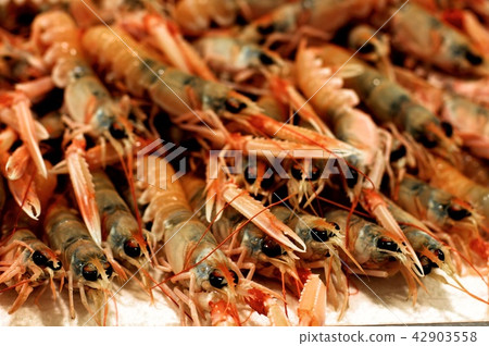 Fresh Raw Langoustines 42903558