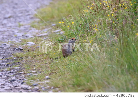 Arctic ground squirrel Arctic ground squirrel 42903782