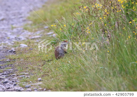 Arctic ground squirrel 42903799