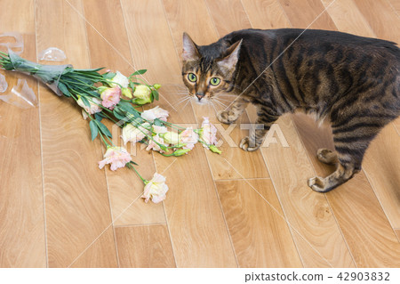 Cat breed toyger broken vase of flowers on flowers Cat breed toyger broken vase of flowers on flowers 42903832