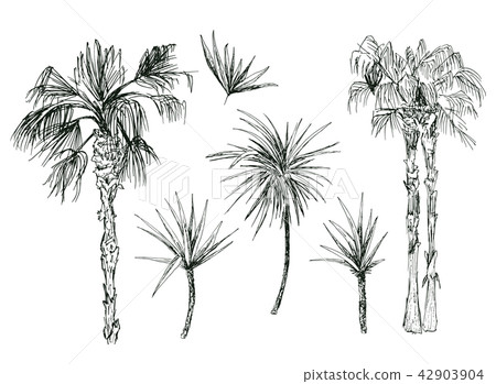 Coconut palms or queen palmae with leaves 42903904
