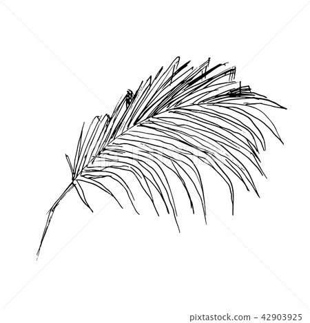 Coconut palm sketch or queen palmae leaves 42903925