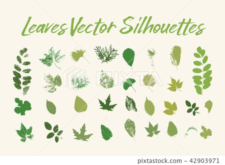 Print of tree leaves. Greenery of flora or plants 42903971