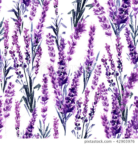 Lavender Seamless Pattern. Watercolor or Aquarelle Paintings of Lavandula. Lavender Seamless Pattern. Watercolor or Aquarelle Paintings of Lavandula. 42903976