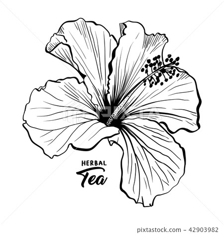 Hawaiian Hibiscus Fragrance Flower or Mallow Rose. Flora and Plant Hawaiian Hibiscus Fragrance Flower or Mallow Rose. Flora and Plant 42903982