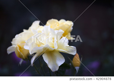 Yellow Rose Summer Garden Yellow Rose Summer Garden 42904878