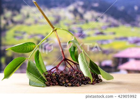 Fresh european black elderberry with alps behind 42905992
