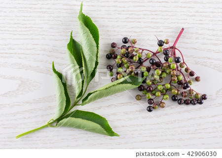 Fresh european black elderberry on grey wood 42906030