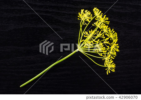 Fresh yellow dill flowers on black wood Fresh yellow dill flowers on black wood 42906070