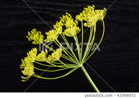 Fresh yellow dill flowers on black wood Fresh yellow dill flowers on black wood 42906073