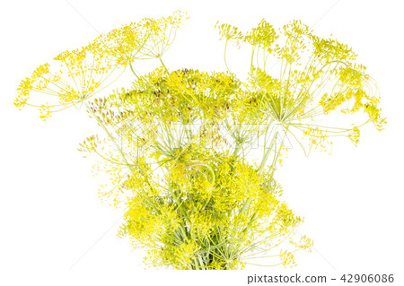 Fresh yellow dill flowers isolated on white 42906086