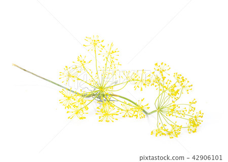 Fresh yellow dill flowers isolated on white Fresh yellow dill flowers isolated on white 42906101