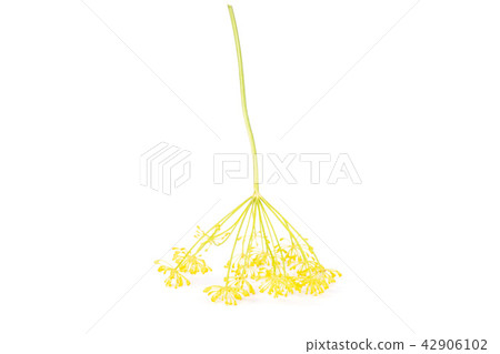 Fresh yellow dill flowers isolated on white 42906102